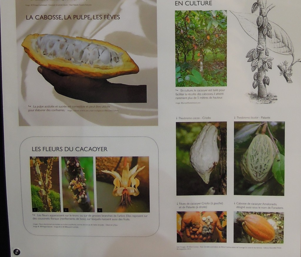 cacao mesideesnaturelles