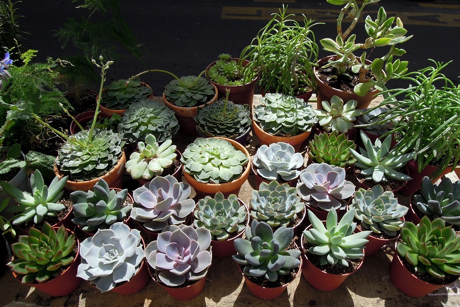 l'épicerie-végétale-paris-mesideesnaturelles