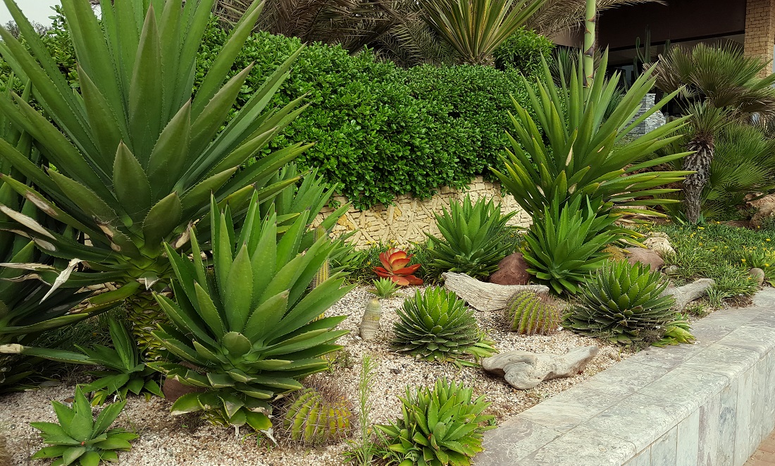 Un joli parterre de cactus et plantes grasses à Agadir, Maroc