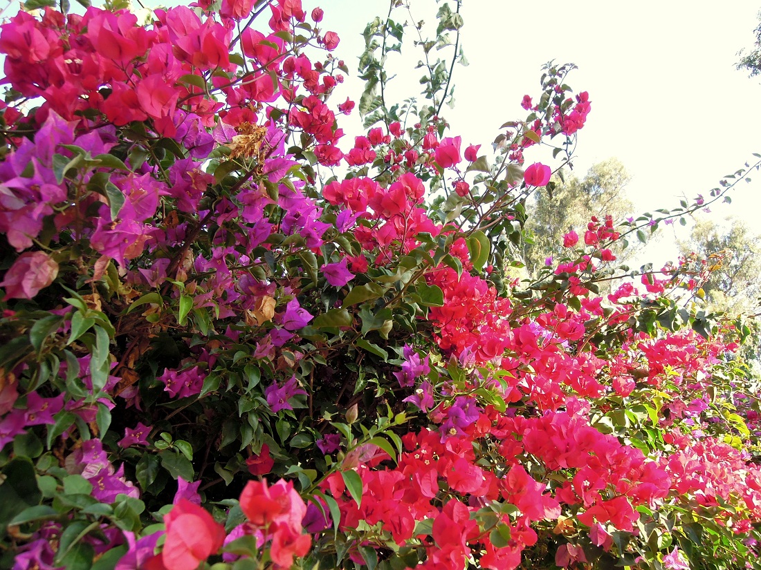 Les bougainvilliers à Agadir, au Maroc