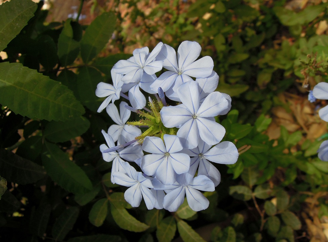 agadir-maroc-jardin-d'olhao-fleur