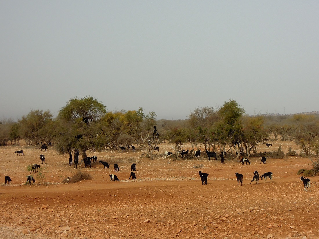 agadir-maroc-chèvres-arganier